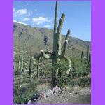 Saguaro 4.jpg